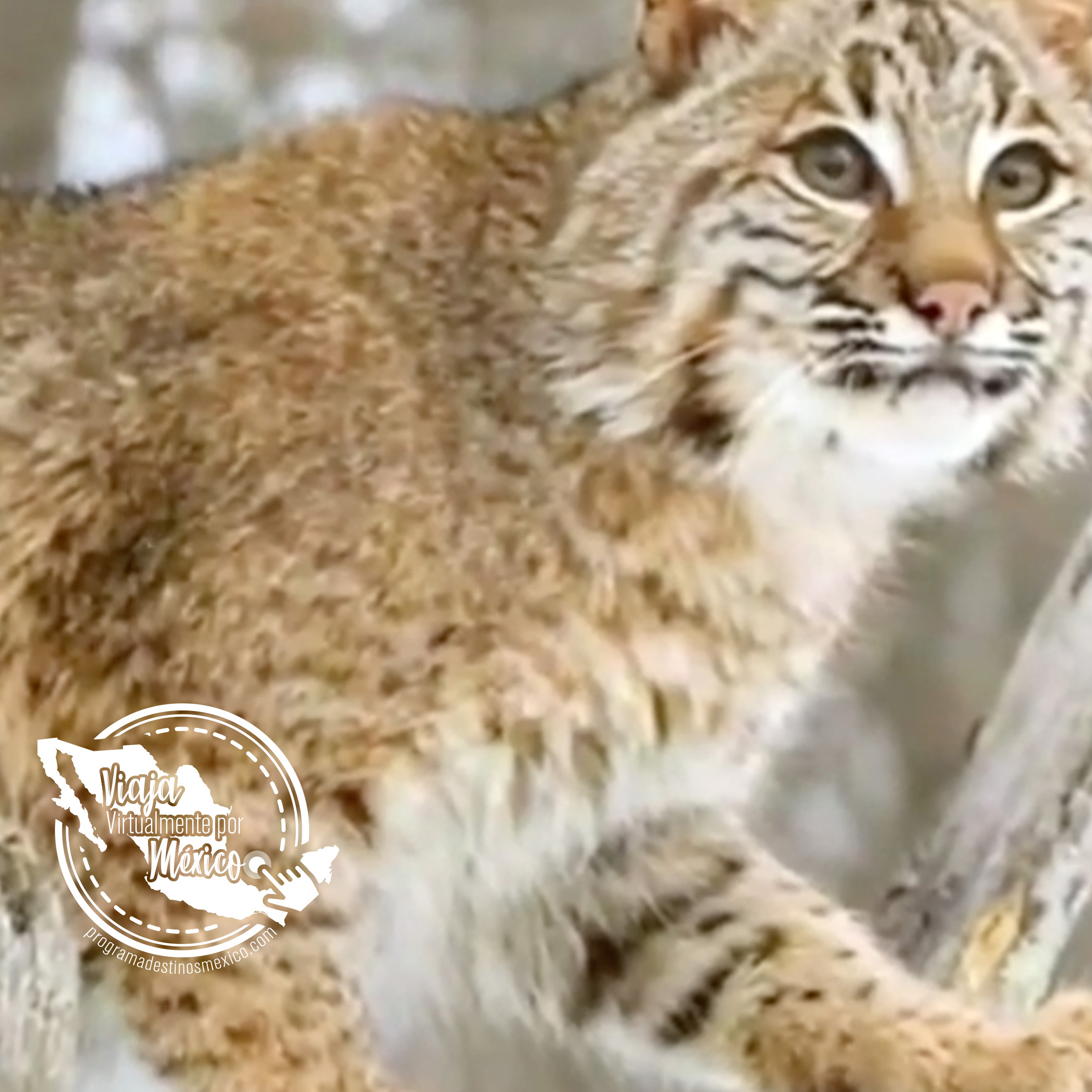 Video de Maravillas Naturales de Nuevo Léon